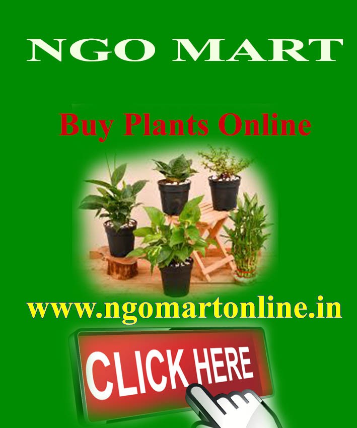 Multicolour Offset Printing Services in Patna .